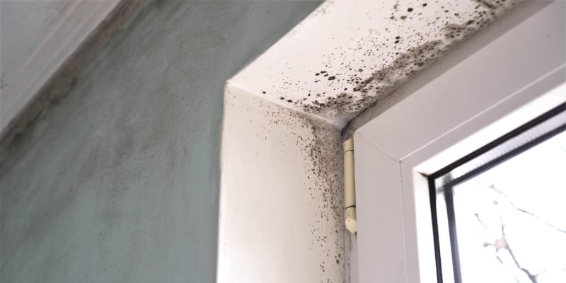 What You Should Do If You Suspect Mold in Your Home