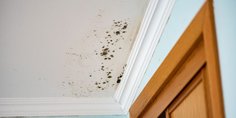 Got Mold? Don’t Panic- Here’s What to Do. 