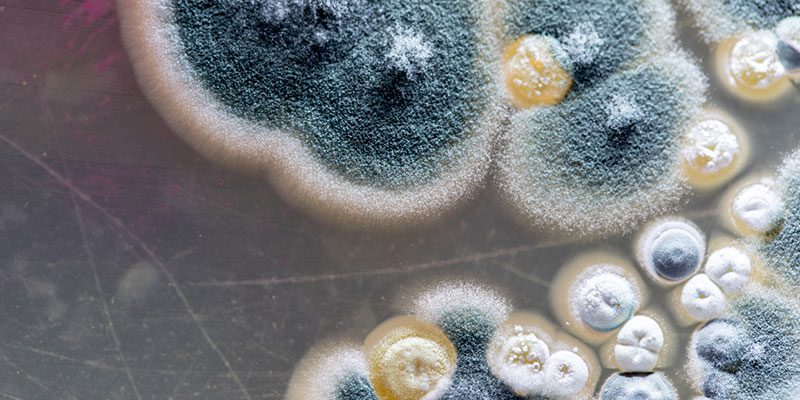 Finding the Source of Your Mold Through Our Mold Testing Service