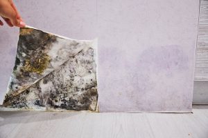 Removing Mold from Your Space to Make it Safe